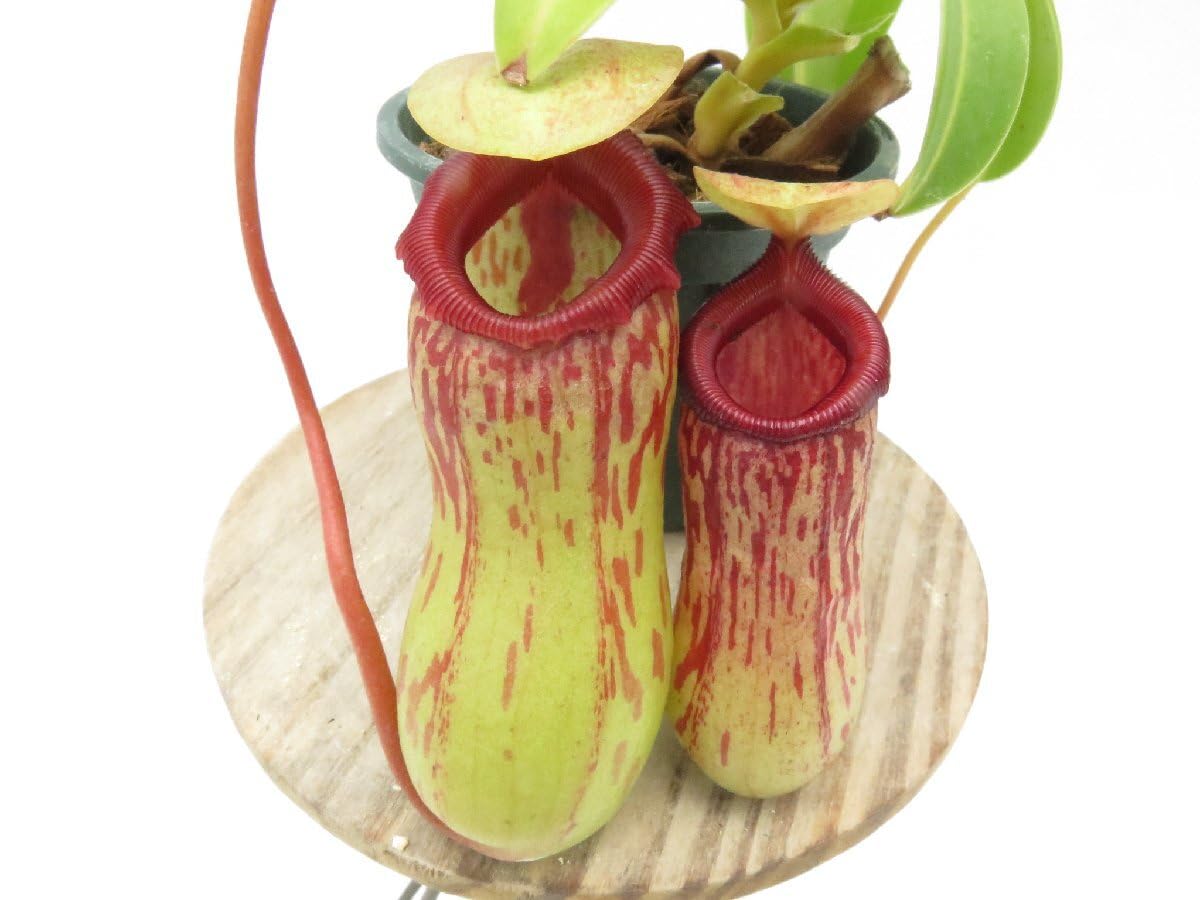 Amazon.co.jp: N.(ventricosa × sibuyanensis)-giant × N.burkei